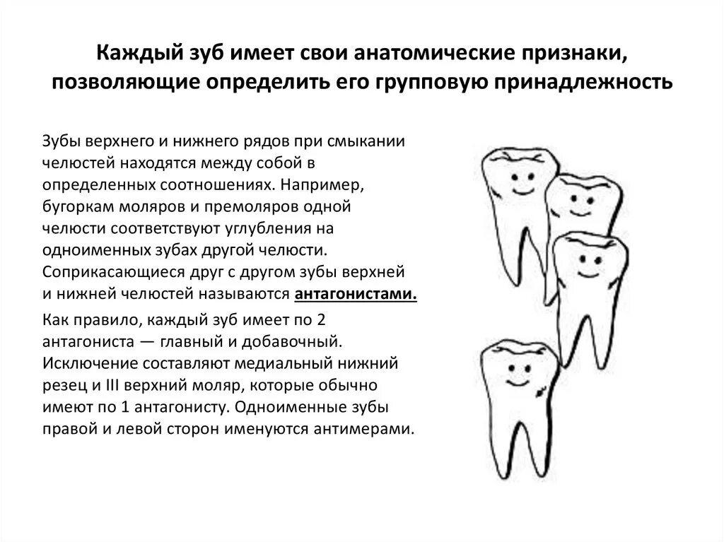 Признаки зубов анатомия. Групповая принадлежность зубов. Отличительные признаки зубов.