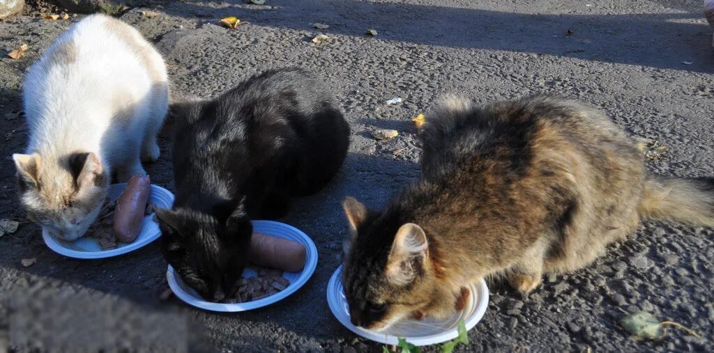 Помогли кошкам. Подкармливать бездомных животных. Кормление бездомных кошек. Кормёжка бездомных животных. Кормление кошек на улице.