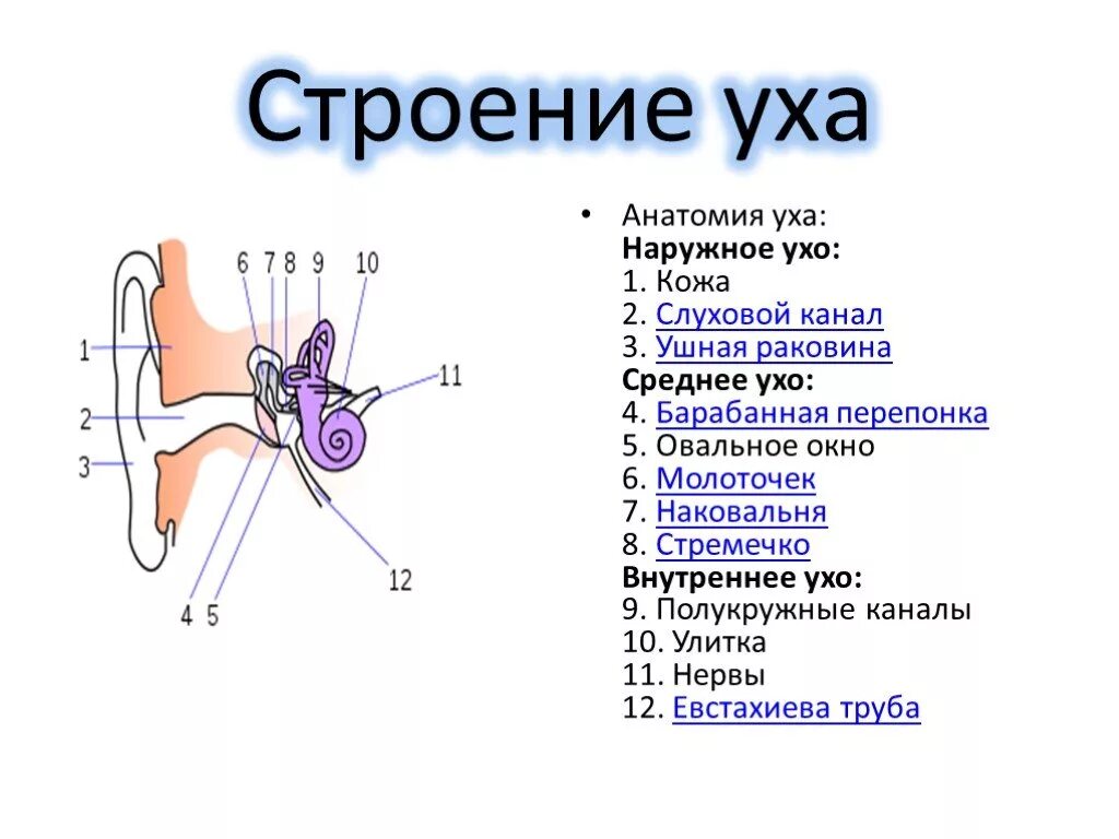 Строение уха биология 8. Строение уха человека анатомия схема. Строение среднего уха схема. Структура уха человека схема. Схема строения внутреннего уха.