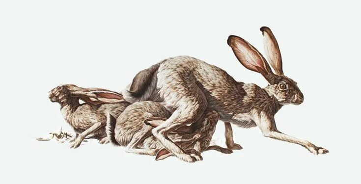 Hare of the cog. Картины художника хеа сент-джордж st george hare.