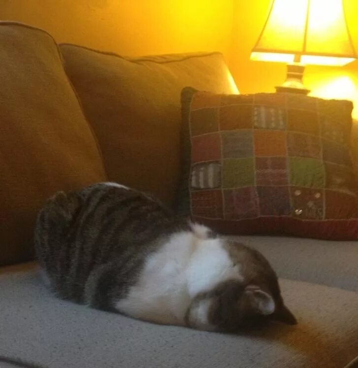 Уставший кот. Уставший Сонный котик. Уставший потрепанный кот.