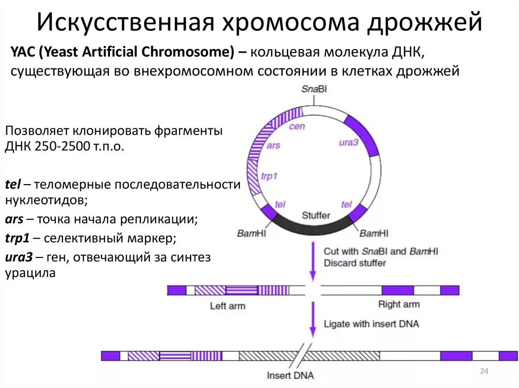 Имеется кольцевая хромосома. Искусственные хромосомы. Искусственная бактериальная хромосома. Дрожжевые искусственные хромосомы. Искусственная дрожжевая хромосома YAC.