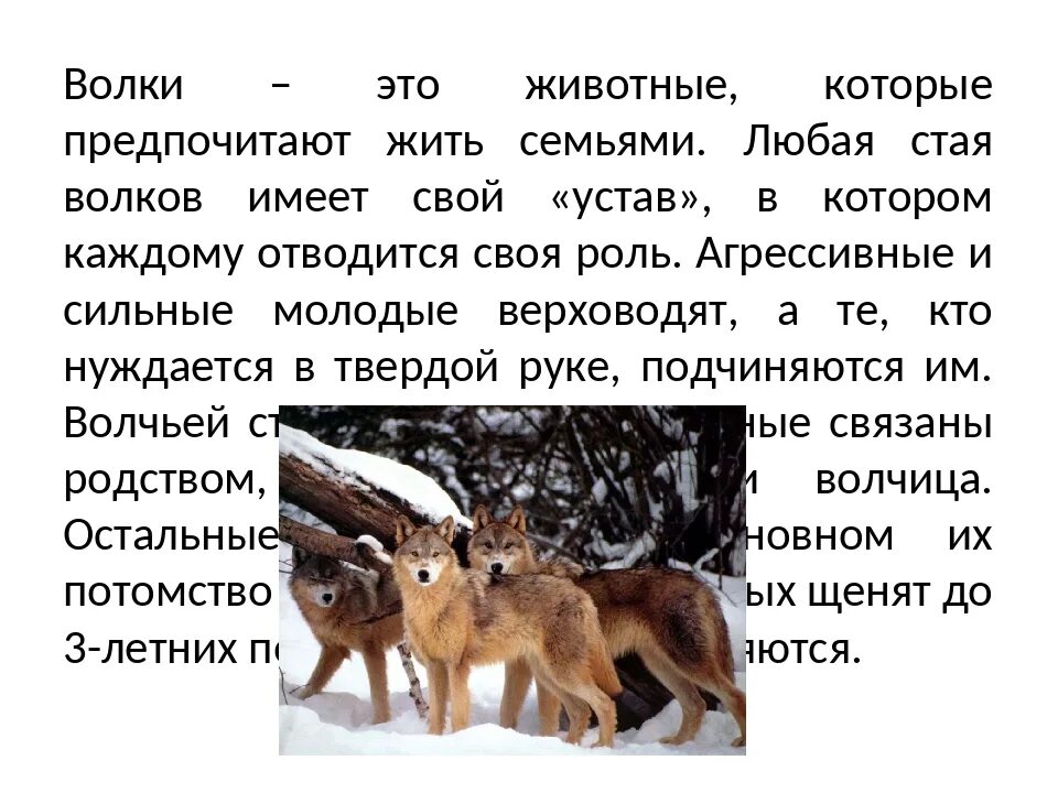 Самое интересное о волке. Волчья стая интересные факты. Интересные факты о волках. Волк самые интересные факты.