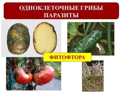 Какие растения поражаются фитофторой