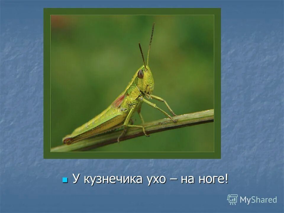 Ответы Mail.ru: где у кузнечиков находятся уши
