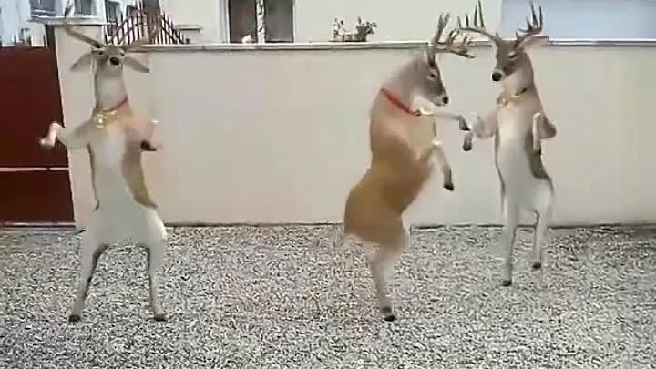 Дарон из soad. Новогодние танцующие олени. Deer dance system. Танец новогодних оленей. Танцующий олень.