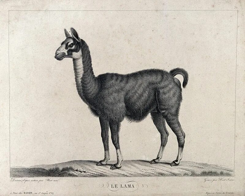 Лама стар. Лама гравюра. древние гравюры ламы. jean-baptiste huet картины. альпака акварель.