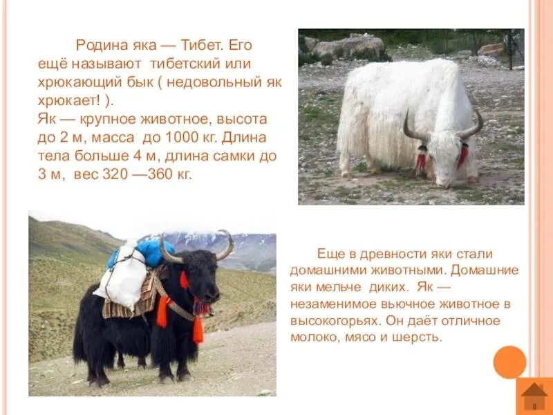 Доклад о яках. Як описание. Зубр красная книга краткое описание для школьников. Животные евразии доклад. Як описание животного.