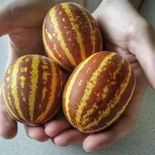 Мини дыня вьетнамская