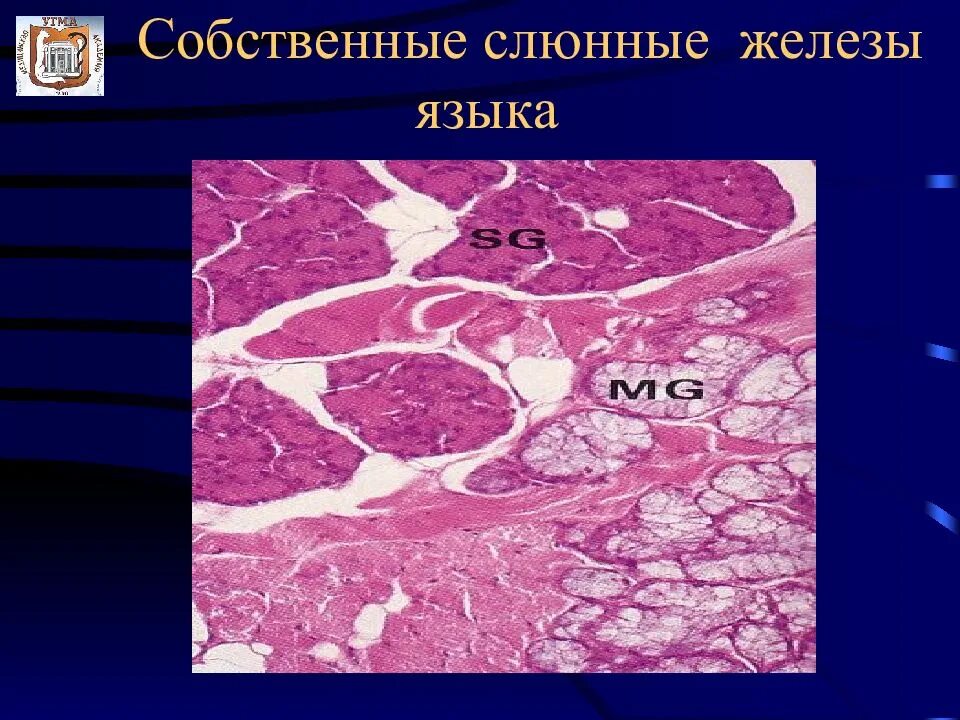 Гистология самара. Гистология презентация. что такое гистология в медицине. клиническая гистология.