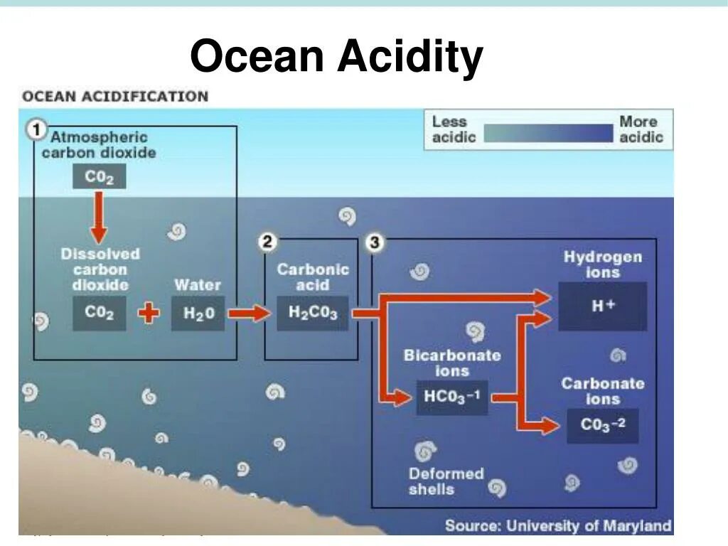 Connecting topic. Ocean acidification. 9. Ocean acidification. Ocean acidification фото. Ocean acidification пути решения.