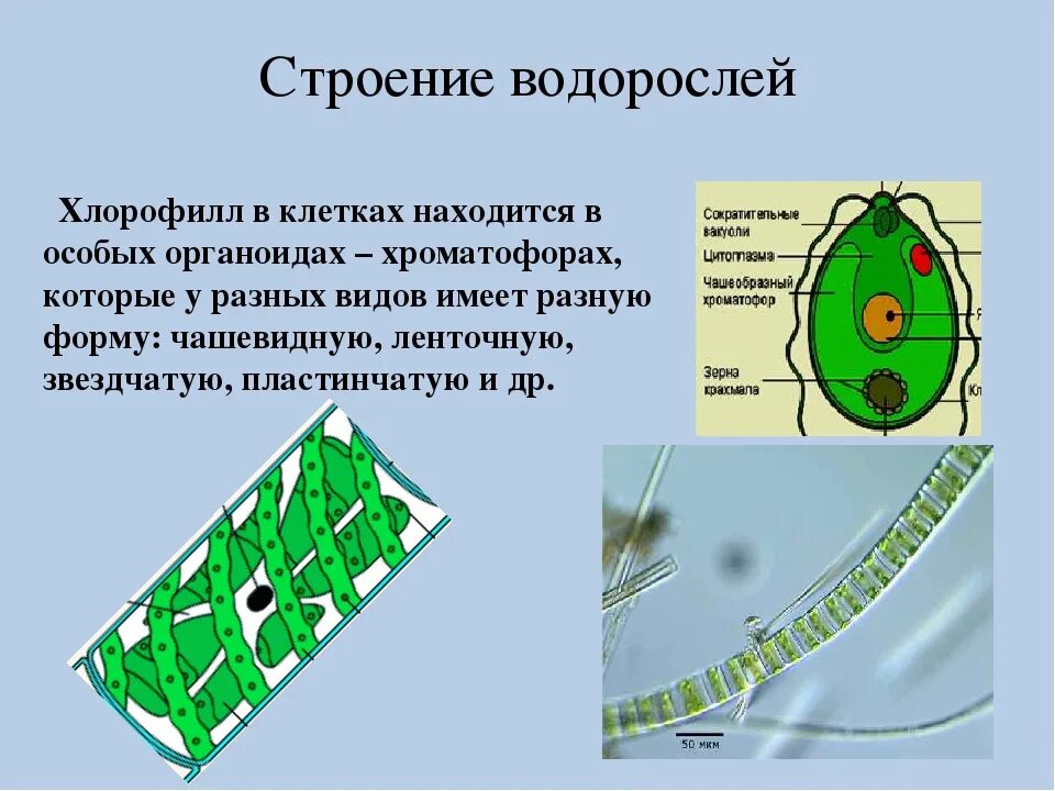 В клетках водорослей содержится