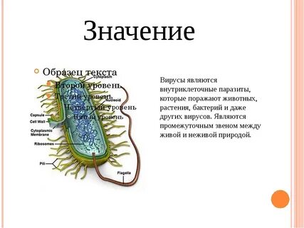 Биология 5 класс многообразие бактерий и вирусов