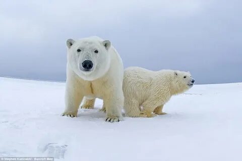Bear got