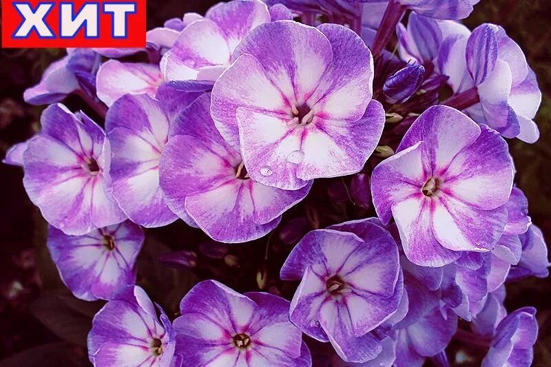 Флокс юник олд пинк. Флокс younique mauve. Флокс метельчатый younique mauve. Флоксы юник олд. Флокс метельчатый юник олд церизе.