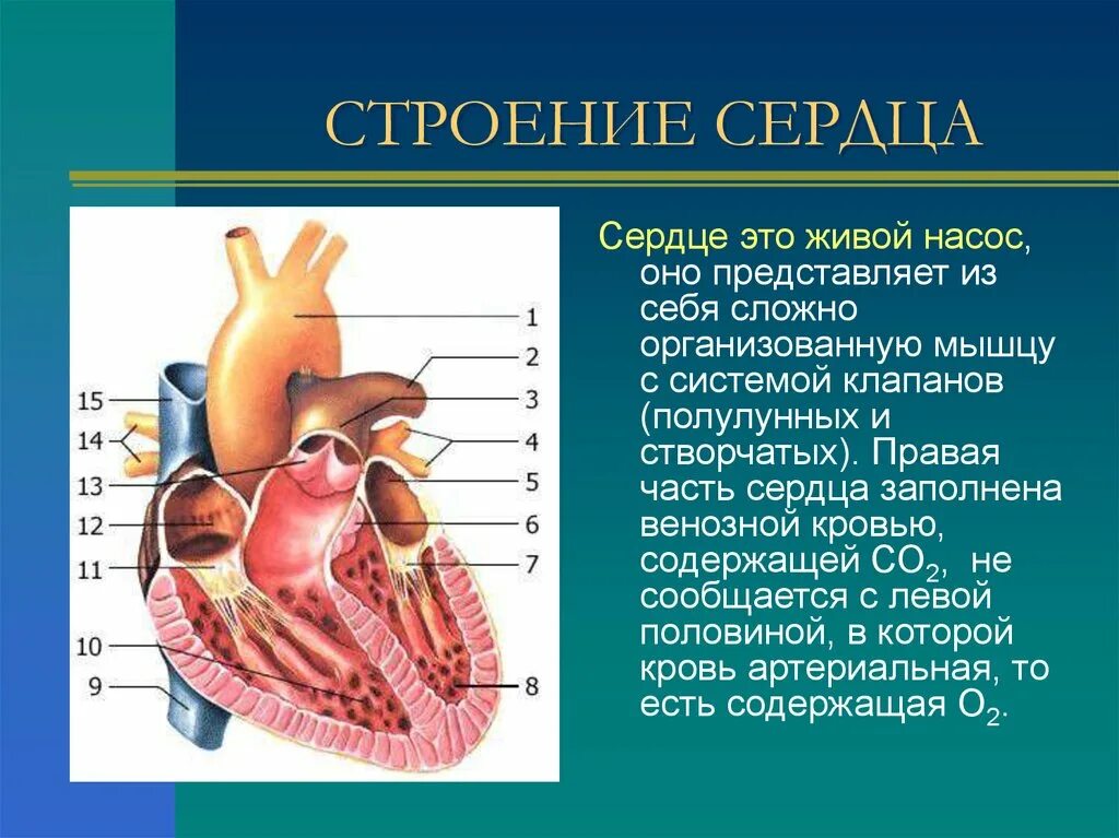 Сердечная строение и функции. Строение сердца. Строение сердца человека. Сердце строение и функции. Структура строения сердца.