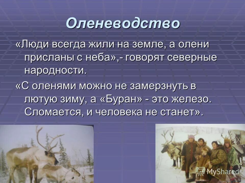 Проект на тему оленеводство. Оленеводство презентация. Оленеводство в России сообщение. Оленеводство интересные факты. Территория оленеводства