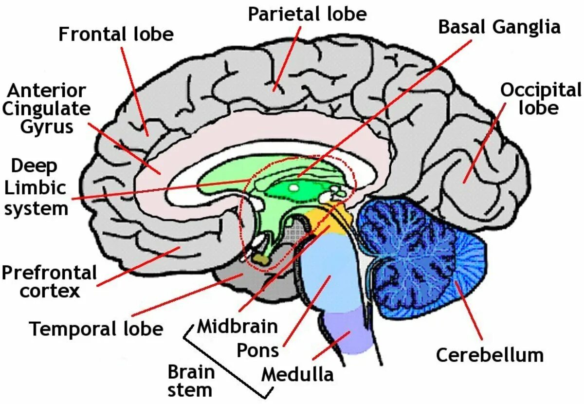 Parts of Brain and their function. Parts of the Brain. Головной мозг анатомия.