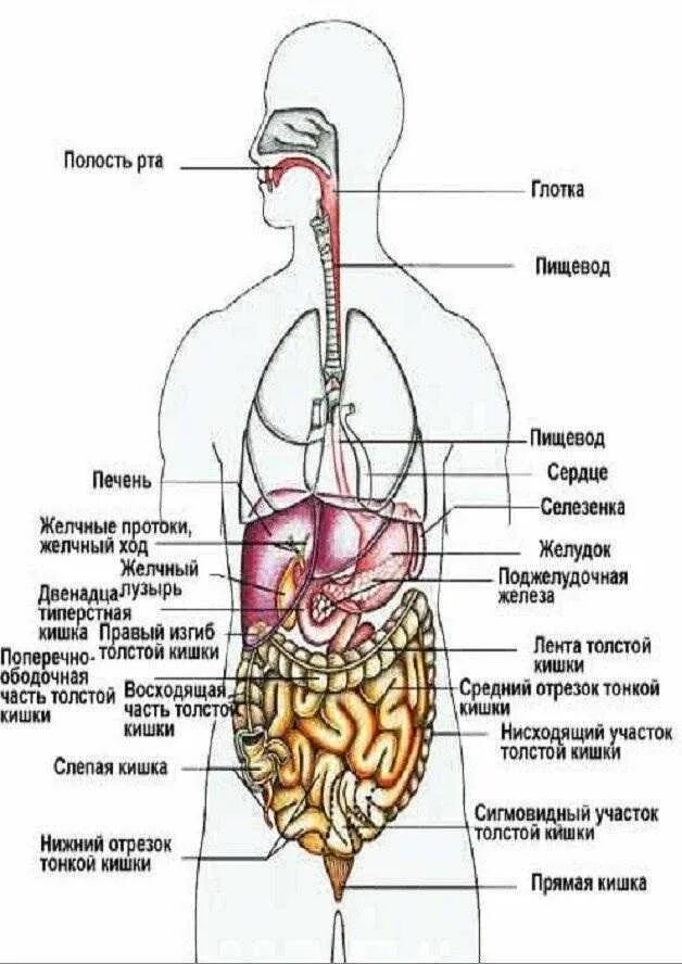 Органы человека схема с названиями и фото. Строение органов человека спереди.