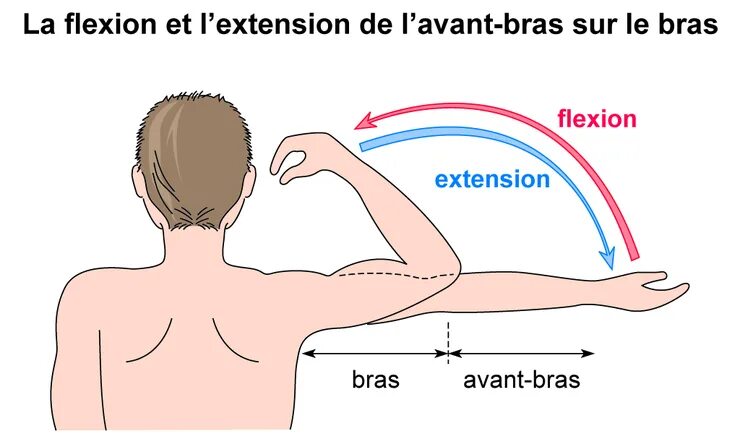 L extension. Flexion Extension. Flexion очки. Flexion рубашки. Medi Extension flexion.