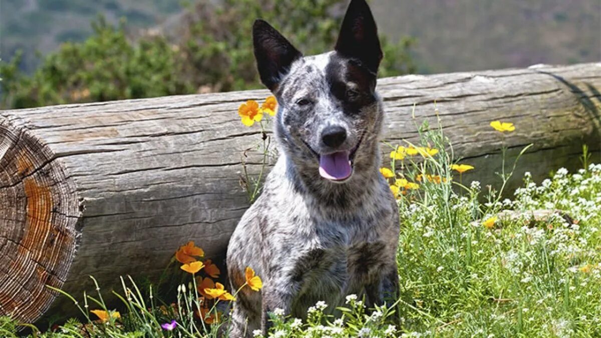 Australian dog. Австралийский хилер. Австралийская пастушья собака. Австралийская короткохвостая пастушья собака. Австралийская пастушья собака голубой хилер.