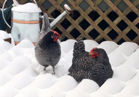 Кур снега