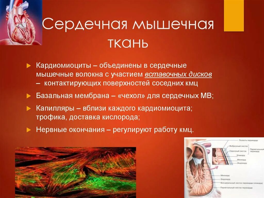 Волокна сердечных мышц. Волокна сердечной мышцы. мышечные волокна сердца. базальная мембрана сердечной мышечной. трофика сердечной мышцы.