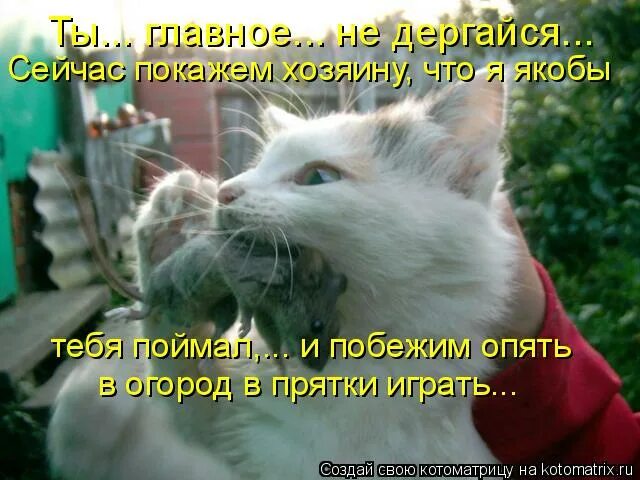 Занятие для детей мышка. Мыши в лаборатории. Что не умеет мышь. Мышь. Что не умеет мышь.