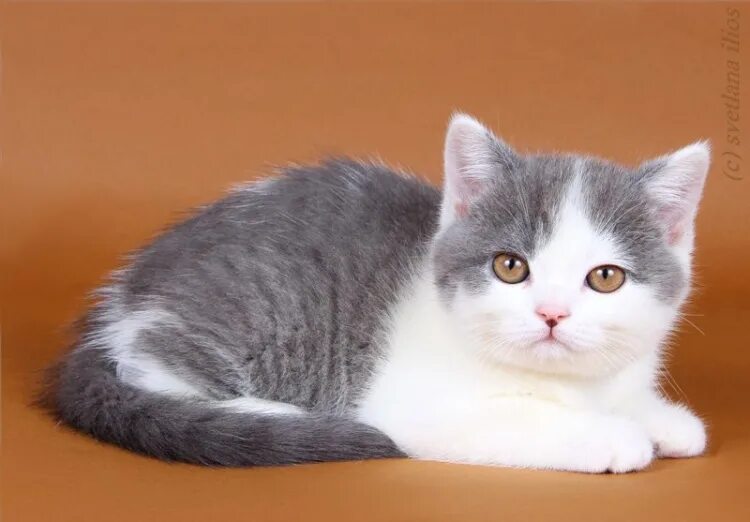 Окрас биколор. Кот британец биколор. Британская короткошёрстная биколор. Британский короткошерстный кот биколор. Британская кошка биколор серый.