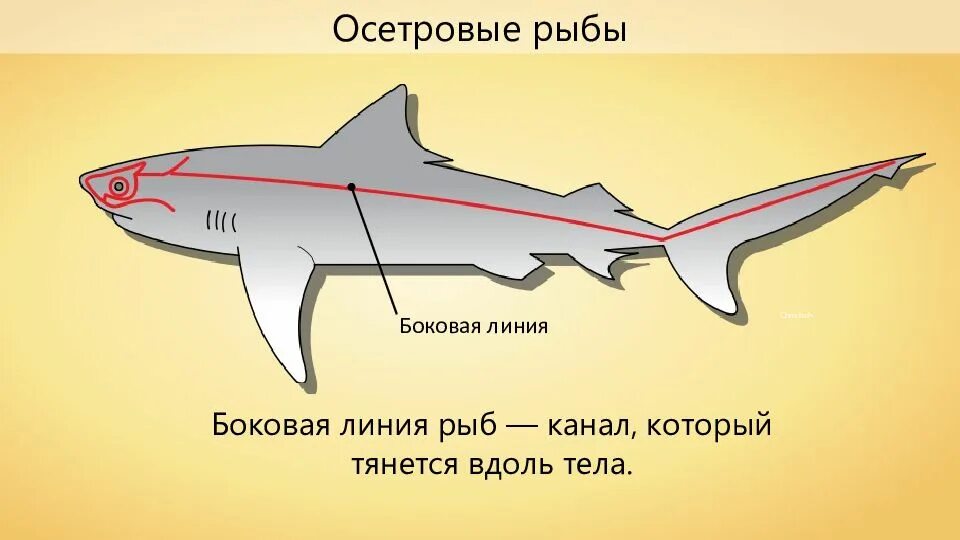 Особый орган чувств боковая линия. Боковая линия у рыб. Органы боковой линии у рыб. Строение боковой линии у рыб. Боковая линия орган чувств у рыб.