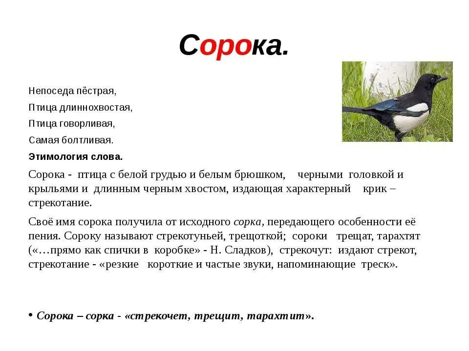 Описание сороки. Происхождение слова сорока. Текст про сороку. Словарь птиц.