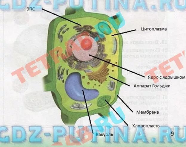 Рисунок растительной клетки 6 класс биология впр. Растительная клетка 6 класс биология Сонин. Строение растительной клетки 6 класс. Строение растительной клетки 6 класс биология. Растительная клетка 6 класс.