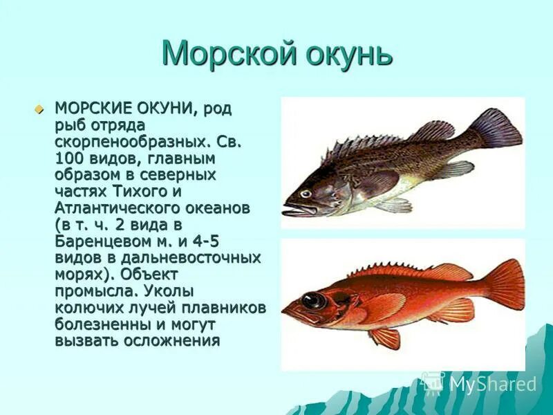 Морской окунь описание. Рыбы окуневых пород. Окунь описание рыбы. Окунь морской и Речной отличие.