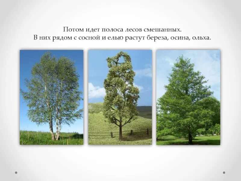 Две осины от одного корня растут