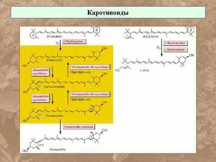 Пигментами каротиноидами
