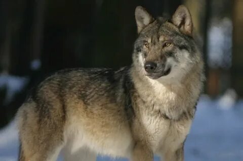 Wolf me