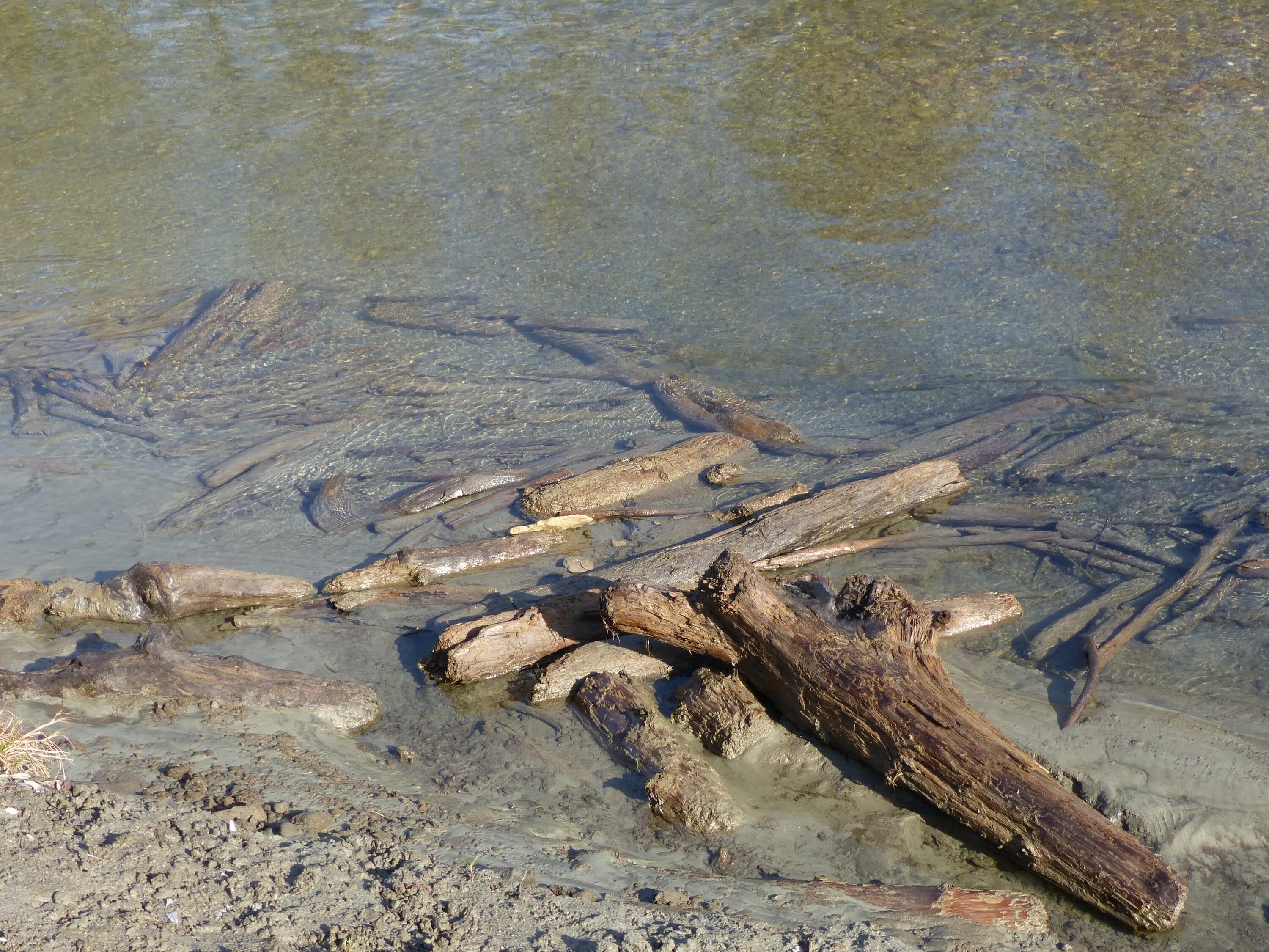 Мореный топляк. Топляк бревно. Что такое топляк в воде.