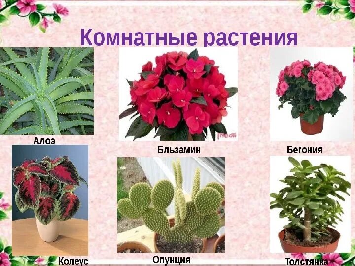Домашние растения названия. Название домашних цветов. Комнатные цветы с названиями. Домашние комнатные растения названия. Какие цветы знаешь назови