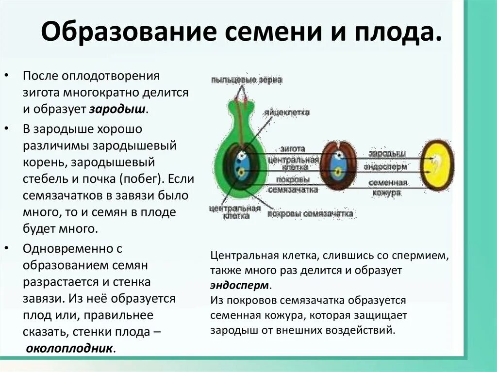 Образование семян покрытосеменных. Из чего развивается плод у цветковых растений. Образование семени и плода у цветковых растений. Семязачаток двойное оплодотворение. Процесс образования семян у цветковых (покрытосеменных) растений..