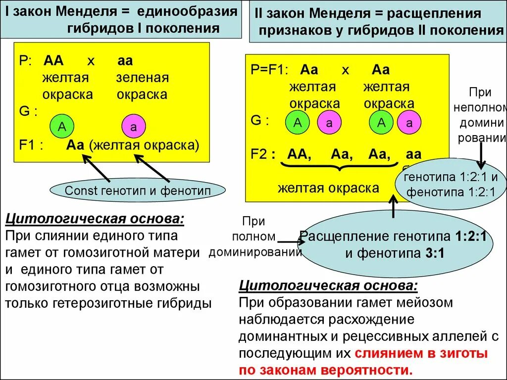 1 Закон Менделя это закон расщепления. Первый закон закон единообразия гибридов первого поколения. Первый закон Менделя расщепление. Второй закон Менделя расщепление признаков.