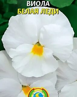 Виола белей