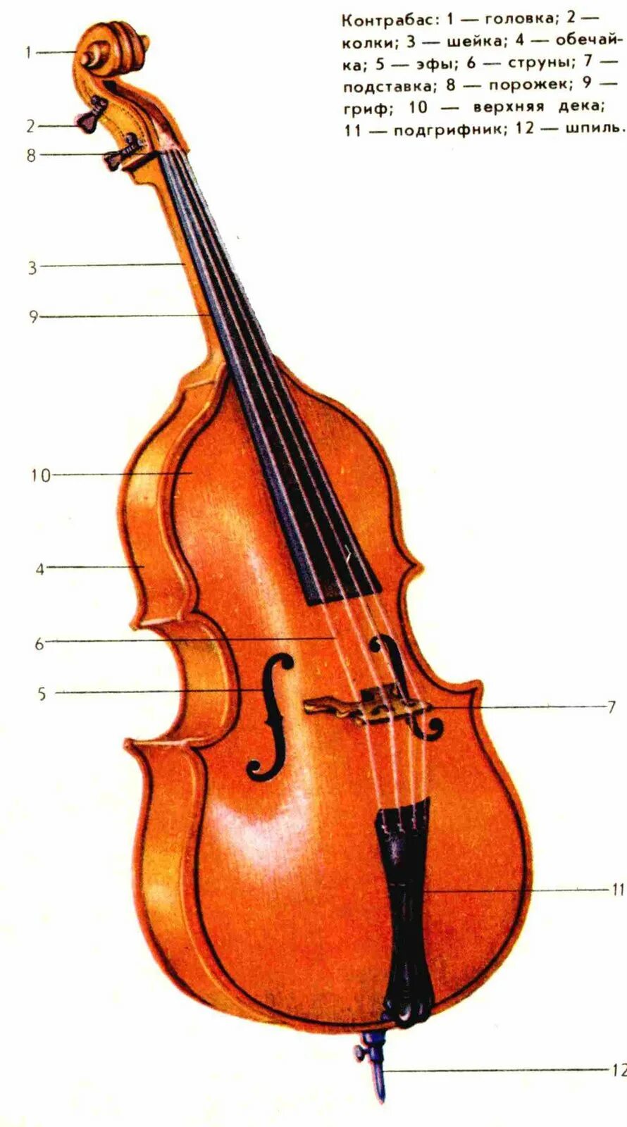 Five string double bass. контрабас из дерева. контрабас струнные. трехструнный контрабас. виолончель.