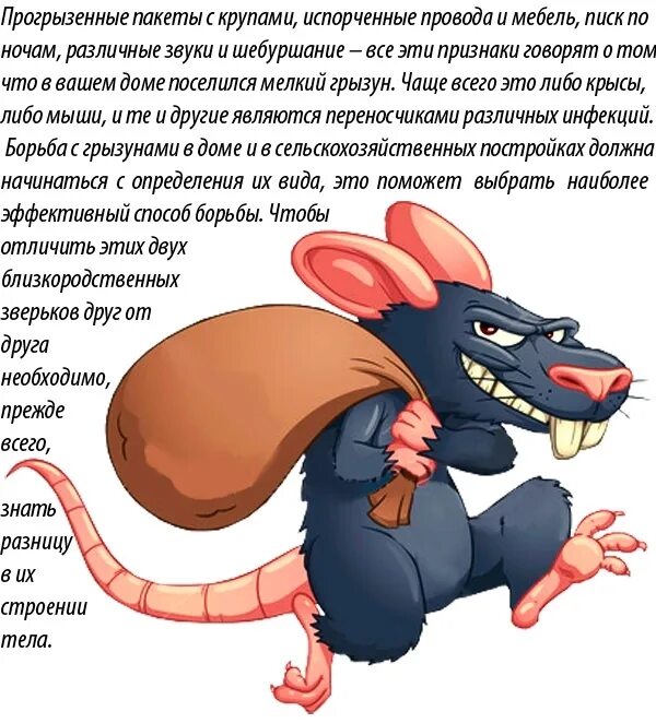 Как крыса становится мышью. Отличие между крысой и мышью. разница между крысами и мышами. разница между мышкой и крысой. мышь и крыса отличия.