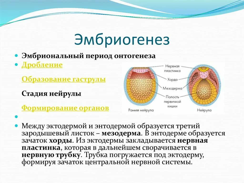 Эмбриональный период онтогенеза 11 класс. Эмбриогенез гаструла бластула. Эмбриогенез бластула гаструла нейрула. Эмбриогенез животных этапы.