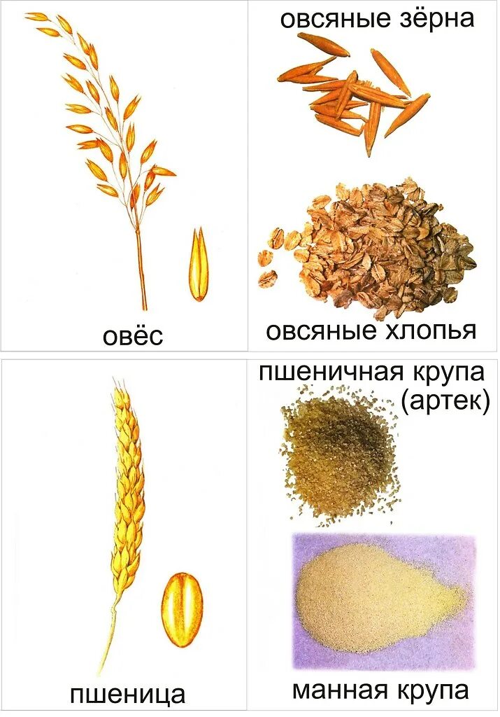 зерновые культурные растения. злаки для детей. зерновые детям. зерновые детям. карточки злаки для детей.