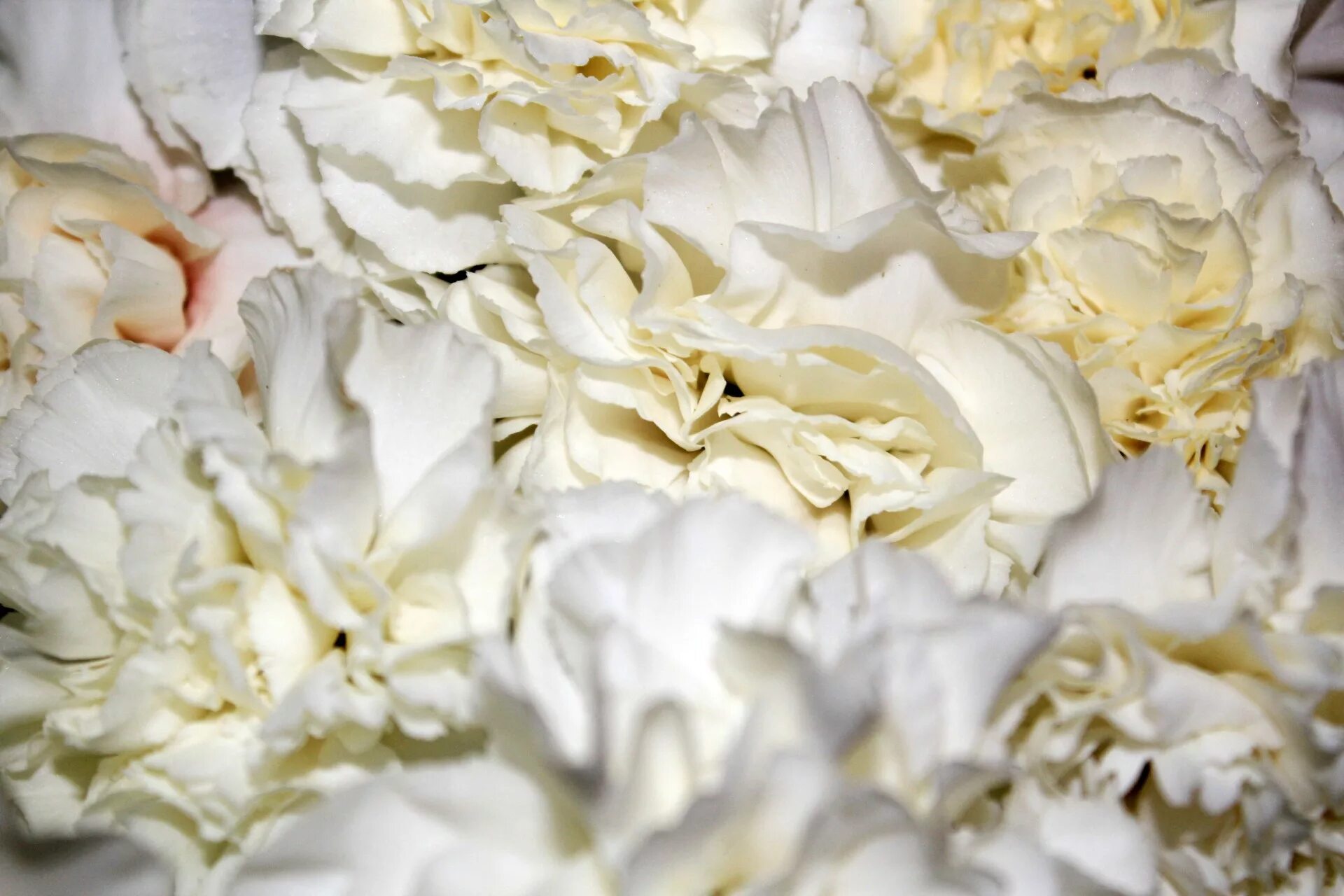 Лепестками белых роз. Лепестки белых роз. Лепестки роз на белом фоне. Лепестки белых роз картинки. Фон из лепестков белых.
