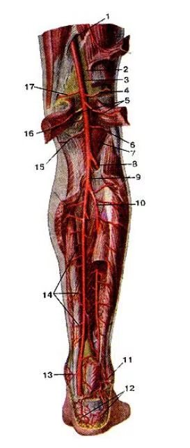 Подколенная артерия анатомия. Подколенная артерия анатомия топография. Задняя большеберцовая Вена топографическая анатомия. Подколенная артерия и Вена.