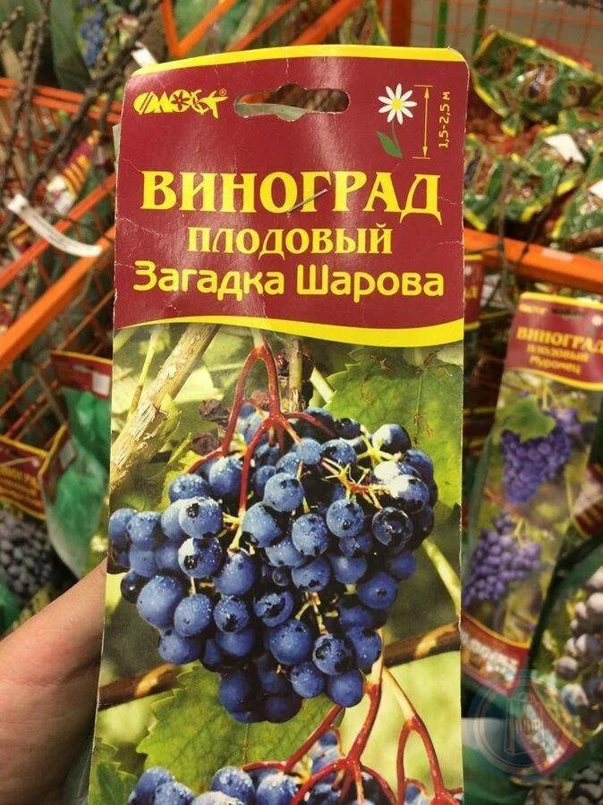 Загадка шарова описание сорта. Сорт винограда загадка Шарова. Виноград загадка Шарова. Виноград загадка Шарова описание сорта. Загадка Шарова виноград описание.