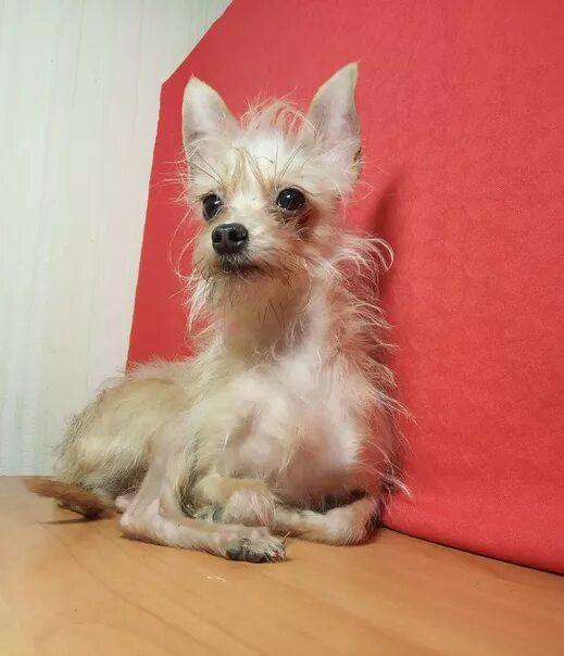 Порода московский дракон. Порода собак московский дракон. Порода московский дракон. Московский дракон порода собак. Московский дракон щенок.