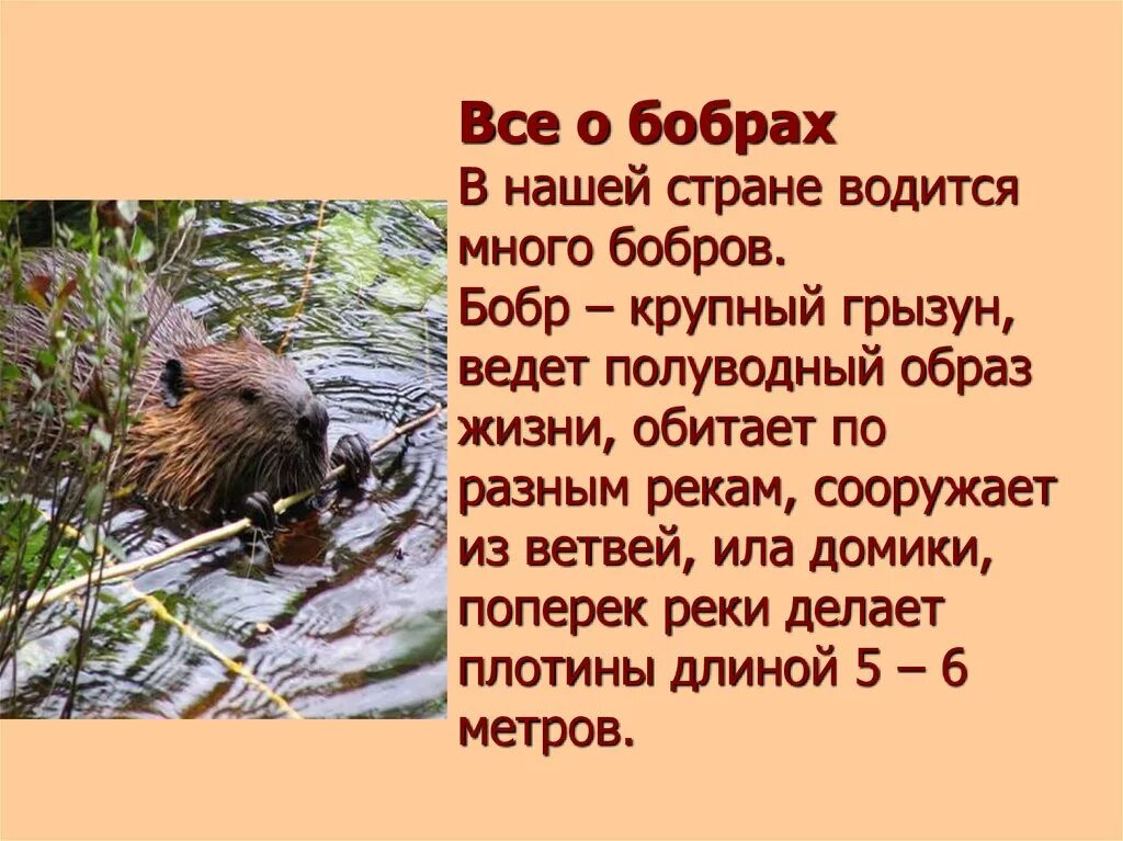 Бобры доклад. Доклад про Бобров. Сообщение о бобрах. Сообщение о бобре. Сообщение про бобра.